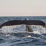 Maritim Skjervoy